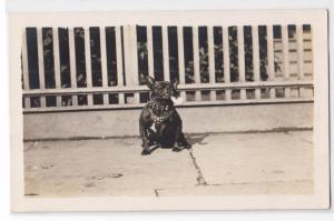 RPPC, Dog with a Spike Collar