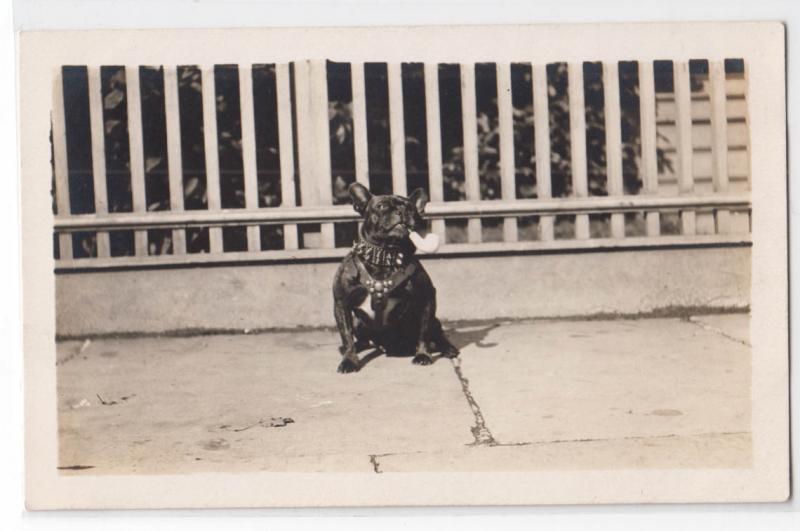 RPPC, Dog with a Spike Collar