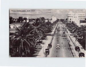 Postcard Typical Florida Scene, Miami Beach, Florida