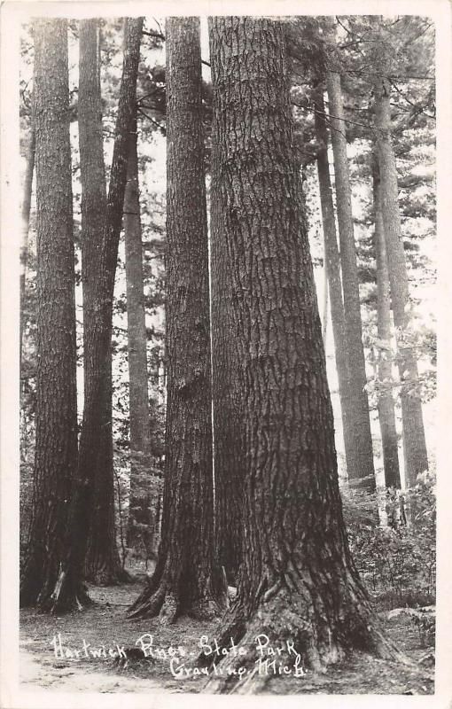 C93/ Grayling Michigan Mi Real Photo RPPC Postcard 1953 Hartwick Pines Park