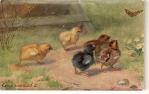 \Chicks and Ducklings, by A.L.West\ Tuck Oilette PC # 9175