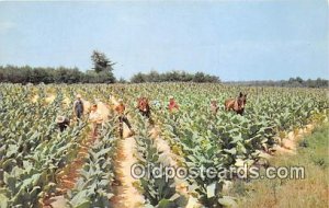 Tobacco, Farming Harvesting Tobacco Unused 