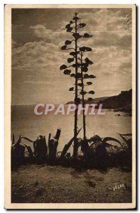 Banyuls sur Mer - AOES flower - Old Postcard