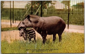 Animals- South American Tapir and Young, New York Zoological Park, Postcard