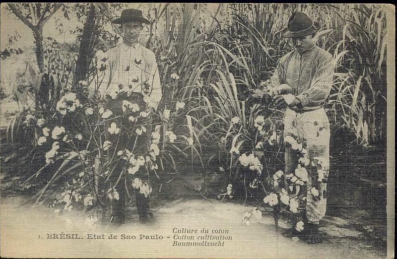 brazil, SÃO PAULO, Cotton Cultivation (1920s)