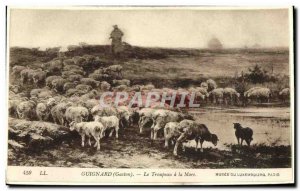 Old Postcard Guignard The Herd A La Mare Musee Du Luxembourg Paris