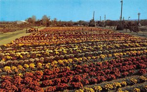 mums by Paschke North East, Pennsylvania PA  