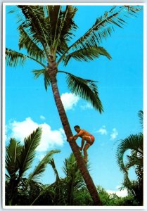 Postcard - Climbing A Coconut Tree - Hawaii