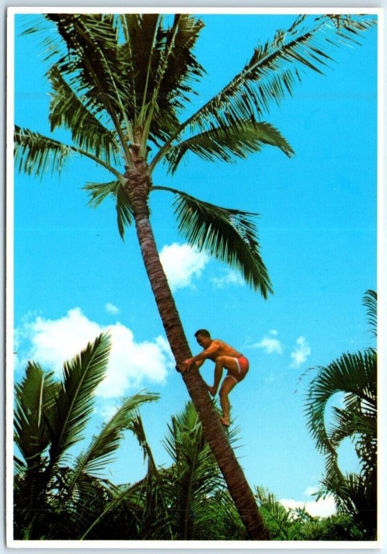 Postcard - Climbing A Coconut Tree - Hawaii