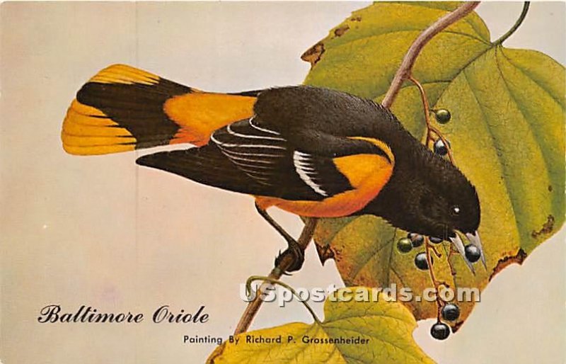 Oriole in State Bird, Maryland