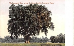 The Lancaster Elm Massachusetts