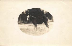 F16/ Great Falls Montana RPPC Postcard 1913 Horse Farm