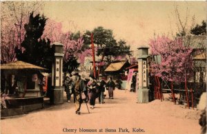 PC CPA KOBE Cherry blossoms at Suma Park JAPAN (a8403)