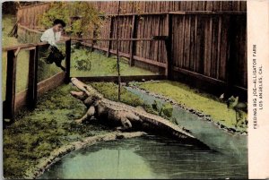 Vintage Postcard FEEDING BIG JOE ALLIGATOR FARM LOS ANGELES, CA JP3