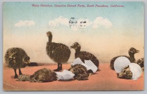 Animal~Cawston Ostrich Farm~Baby Ostriches & Eggs~Pasadena CA~Vintage Postcard 