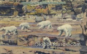 St. Louis Zoo, Missouri, USA Bear Postcard