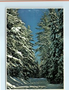 Postcard - Minnesota's Winter Wonderland