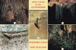 Life Cycle Of The Glow Worm Boat Trip 2x New Zealand Waitomo Caves Postcard