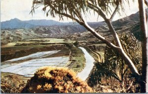 Postcard Hawaii Kauai - Honalei Valley - Keep 'Em Flying Mike Roberts