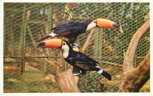 Animal Color Series San Diego California Zool Toco Toucan 1950s Postcard 7743