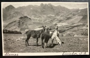 Mint Ecuador Real Picture Postcard RPPC Ecuadorian Llamas