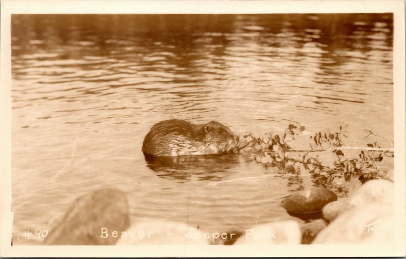 Vtg 1910 Beaver Jasper National Park Alberta Canada RPPC Real Photo Postcard