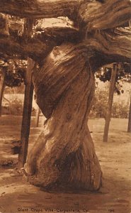 Giant Grape Vine Carpenteria California  