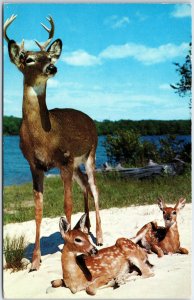 VINTAGE POSTCARD MAJESTIC BUCK SURVEYS HIS TWO YOUNG SONS