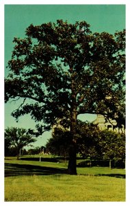 Postcard The Oak - Iowa's Official State Tree