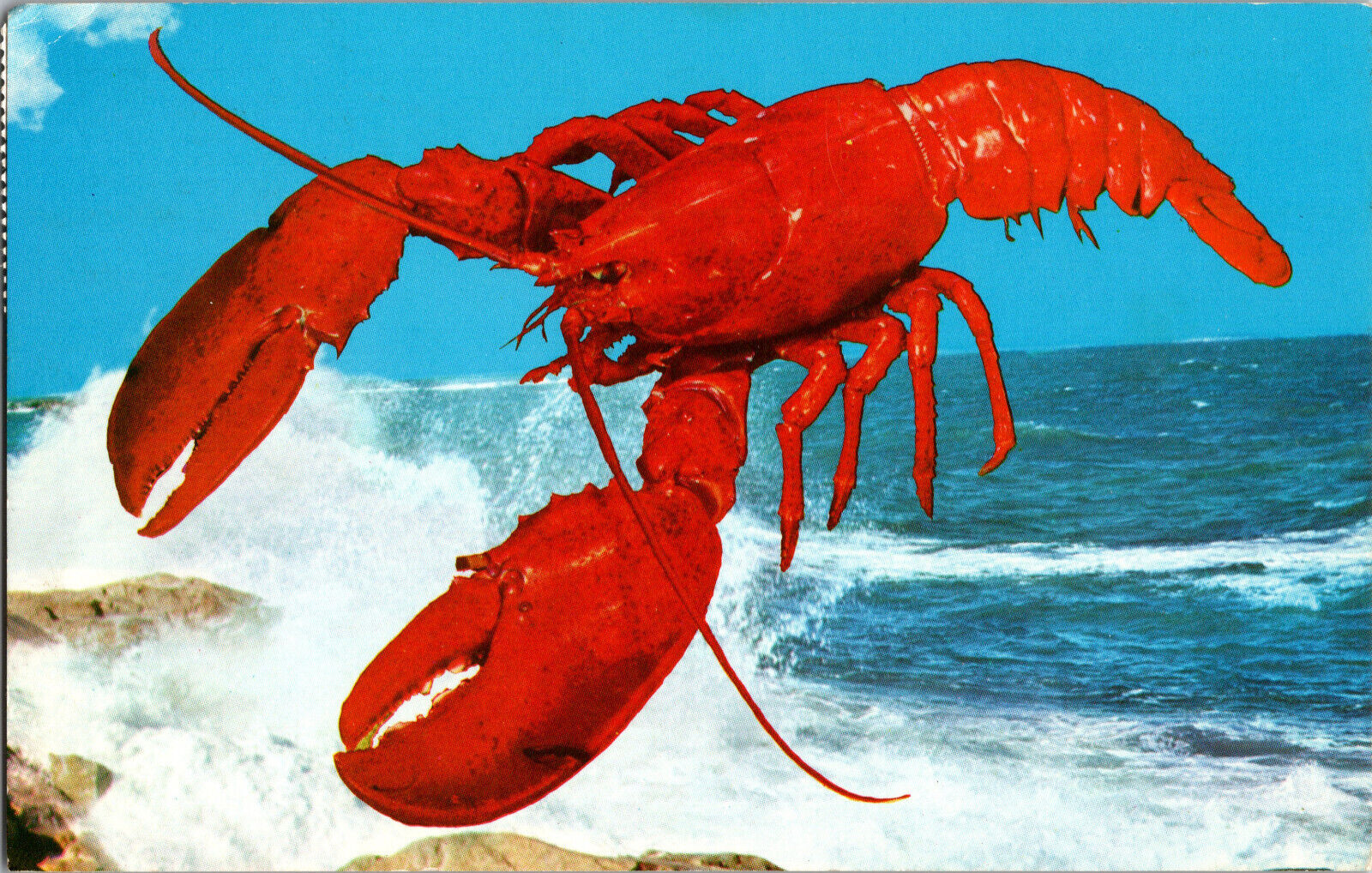 1975 Vintage Postcard Maritime Lobster Nova Scotia Posted C10609