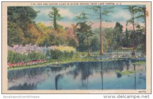 South Carolina Iris And Easter Lilies In Bloom Around Swan Lake 1946