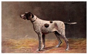 Dog , Pointer