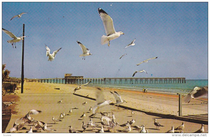 Fishing Pier & Sea Gulls , MYRTLE BEACH , South Carolina , 50-60s