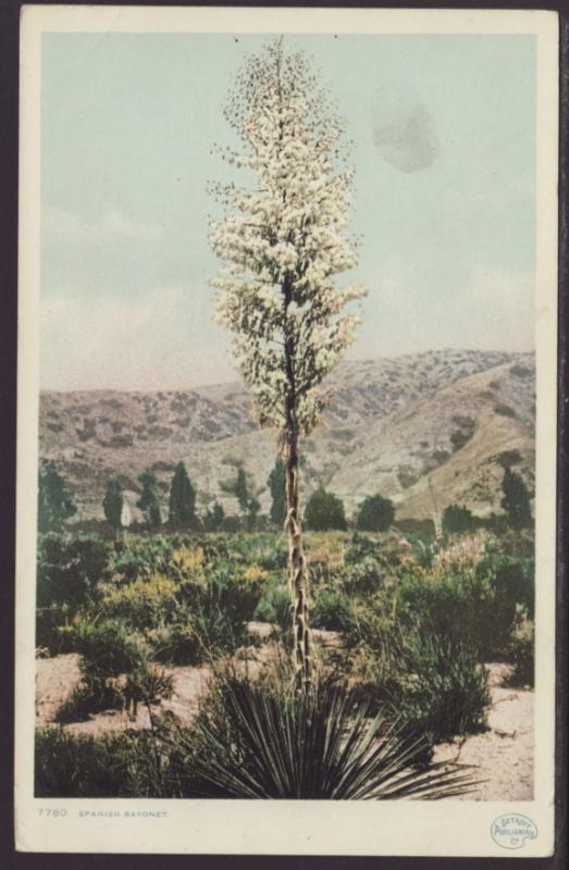 Spanish Bayonet,Detroit Publishing