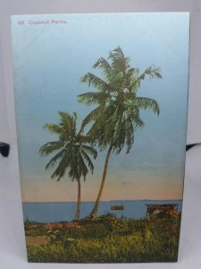 Palm Trees & Old Shack on Beach Lagos Nigeria Vintage Postcard  Early 1900s