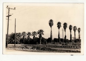 1920-30s CHAS. VOLZ ORCHARD Real Photo RPPC PANAMA Postcard Trees