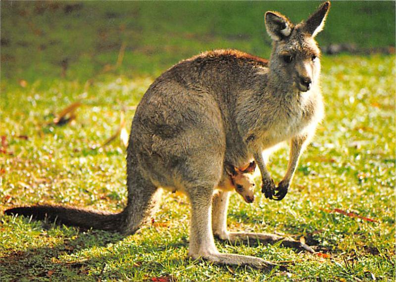 Great Grey Kangaroo - Australia