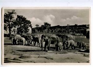 235031 Hamburg ZOO Hagenbeck ELEPHANT Free Vintage PHOTO PC