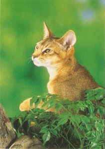 Cats and Kittens Lot of six (6) modern photo postcards