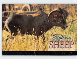 Postcard Bighorn Sheep