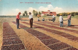 Fig Industry Drying Figs in the Sun Agriculture Farming c1910s Vintage Postcard