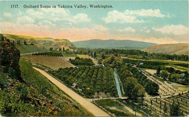 C-1910 Orchard Yakima Valley Washington Robbins Postcard 4762