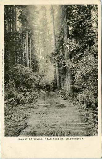 WA - Forest Driveway near Tacoma