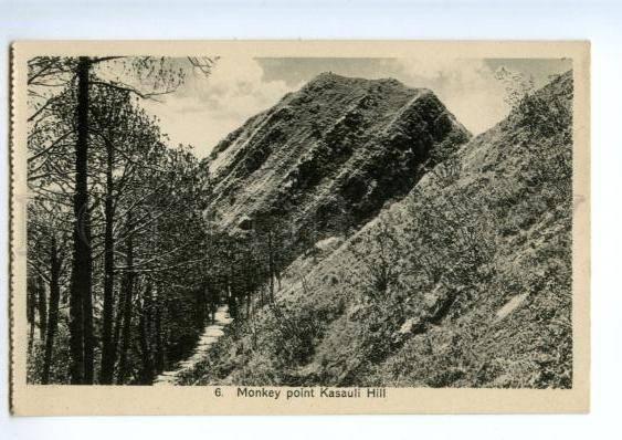 147309 INDIA KASAULI Hill Monkey point Vintage postcard