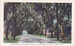 Biloxi Moss Draped Liveoaks Arch Over Benachi Avenue Biloxi Mississippi