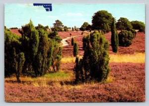 Lüneburg Heath in Germany 4x6 Vintage Postcard 0279