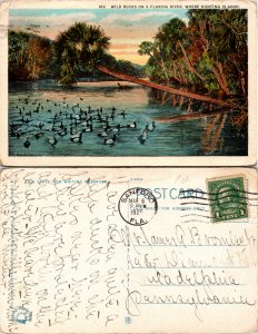 Wild Ducks, Florida River(23357