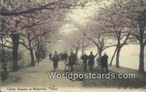 Tokyo Japan Cherry Blossoms, Mukojima  Cherry Blossoms, Mukojima