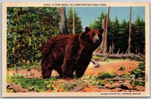 Vtg Wyoming WY A Park Bear Yellowstone National Park 1930s Haynes Postcard