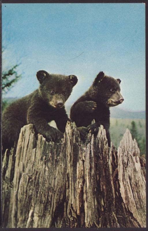 Bear Cubs Postcard